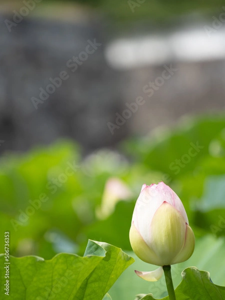 Obraz 舞鶴公園の蓮の花E