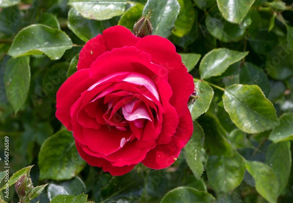 Fototapeta Bright red bicolor hybrid tea rose flower with pink reverse in the sunny garden