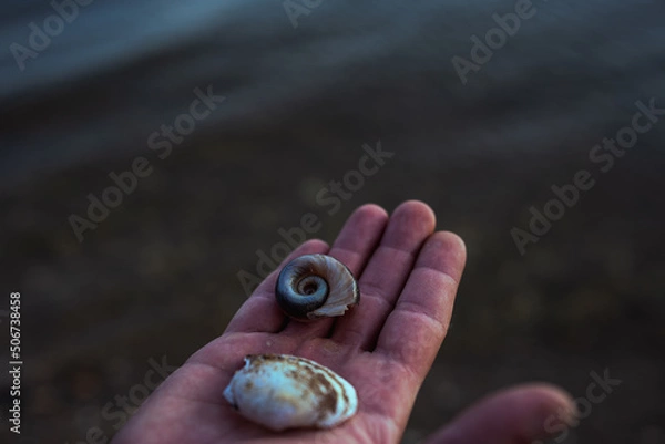 Obraz hand holding a seashell on the beach
