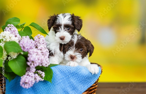 Fototapeta Two Yorkshire Terrier puppies sitting in a wicker basket with lilac flowers and a knitted blue plaid on a bright spring background