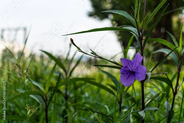 Obraz purple flower Ruellia tuberosa