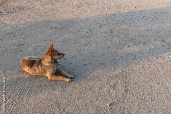 Obraz Dog rests on the sandy beach floor