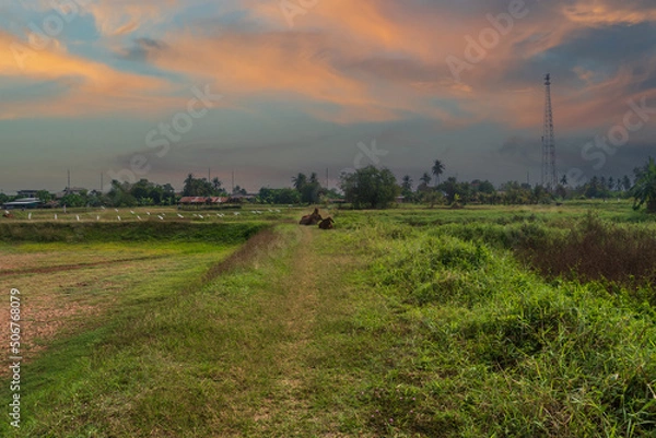 Obraz cows eating in the meadow