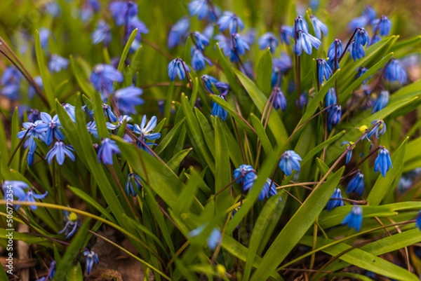 Fototapeta blue spring flowers