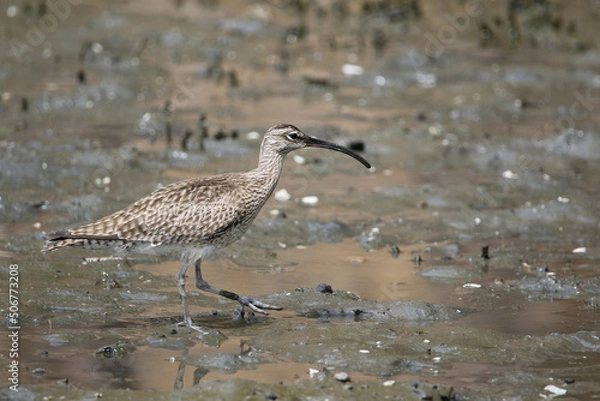 Fototapeta 葛西臨海公園にやってきたチュウシャクシギ