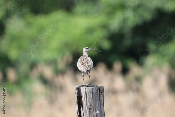 Obraz 葛西臨海公園にやってきたチュウシャクシギ