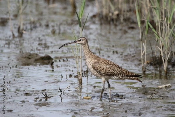 Obraz 葛西臨海公園にやってきたチュウシャクシギ