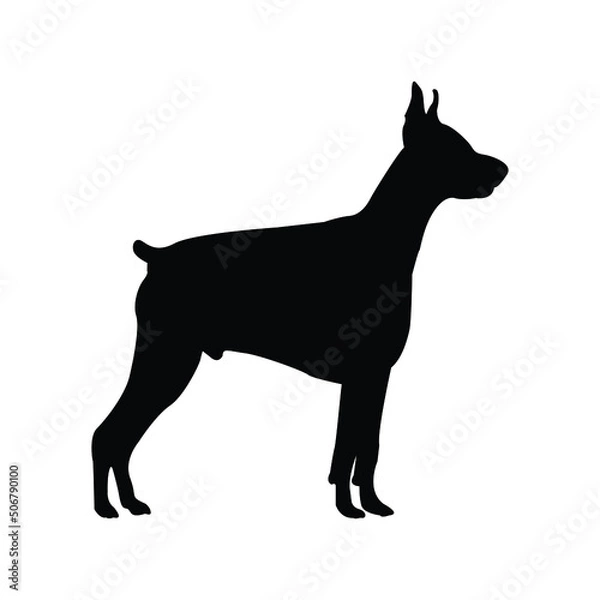 Obraz The Dobermann, Dorbeman Pinscher Silhouette