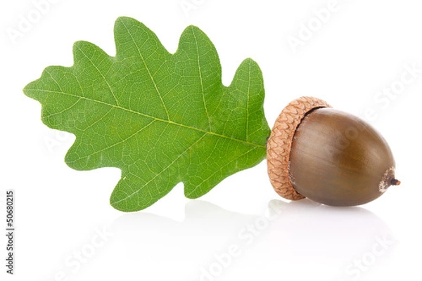 Obraz acorn with green leaf