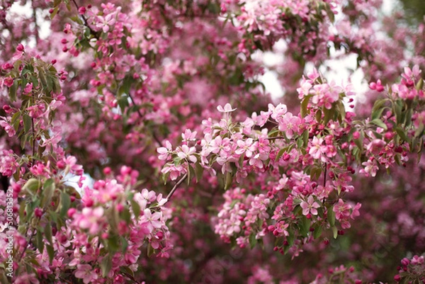 Obraz Blooming pink apple tree in spring.