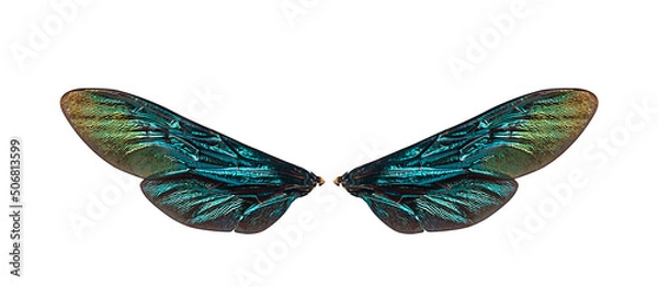 Obraz bumble bee insect wings on a white background,isolated