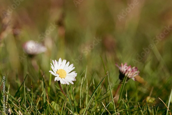 Fototapeta Gänseblümchen