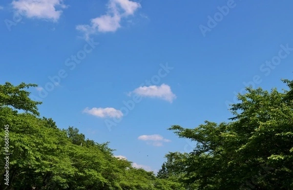 Fototapeta 爽やかな青空　癒しの新緑　ネーブルパーク