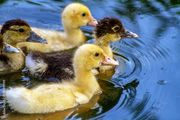Obraz two ducklings on the water