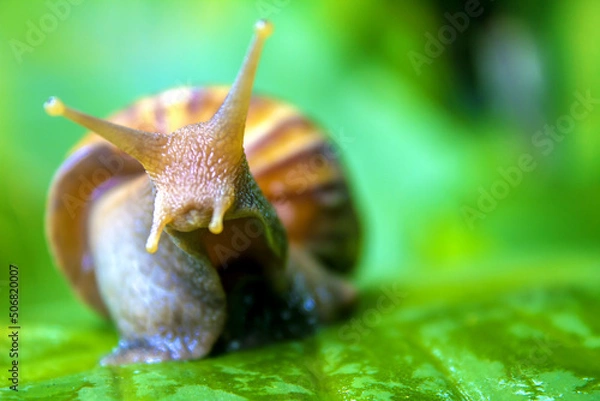 Obraz snail on leaf