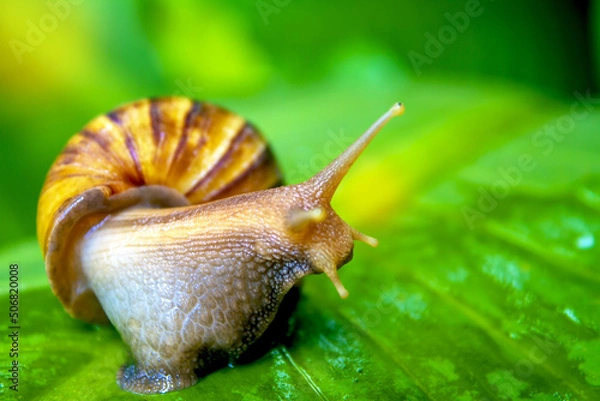 Obraz snail on a leaf