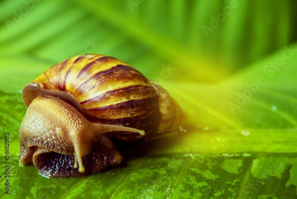 Obraz snail on a leaf