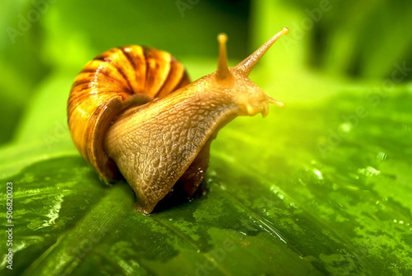 Obraz snail on leaf