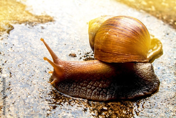 Obraz snail
