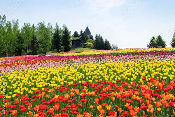 Obraz 札幌市　滝野公園のチューリップ