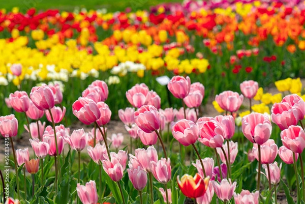 Fototapeta 札幌市　滝野公園のチューリップ