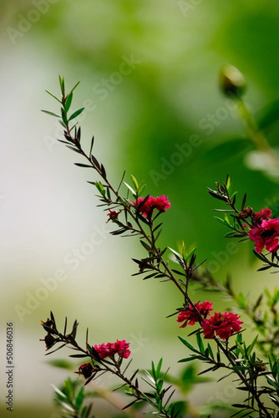 Fototapeta ギョリュウバイ