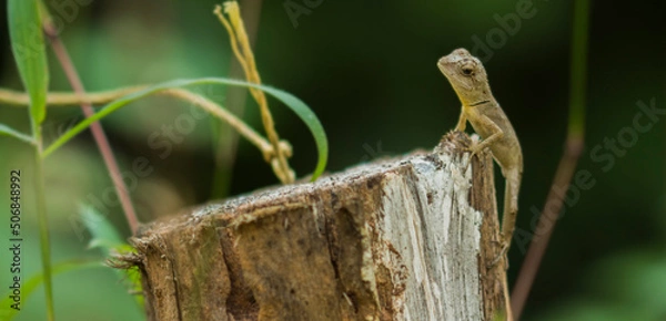 Fototapeta lizard on a branch