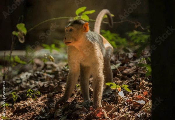 Fototapeta Asian monkey