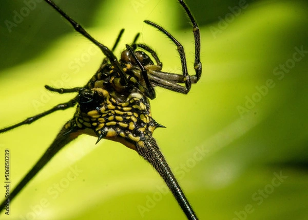 Obraz spider on a web