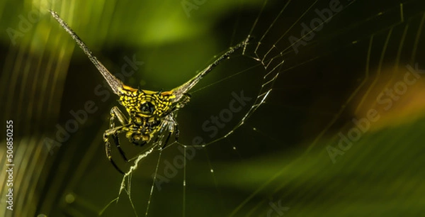 Obraz spider in web