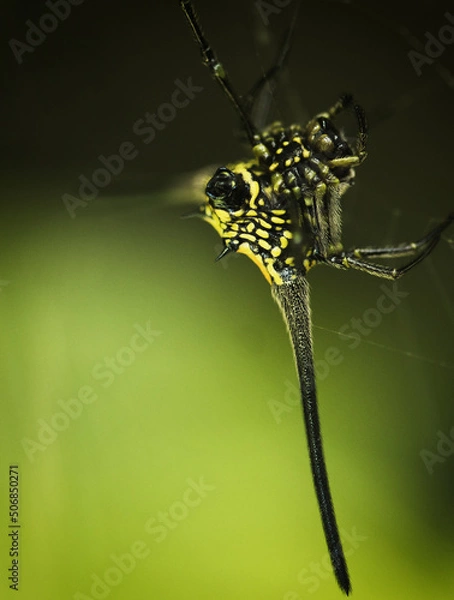Fototapeta spider on a leaf