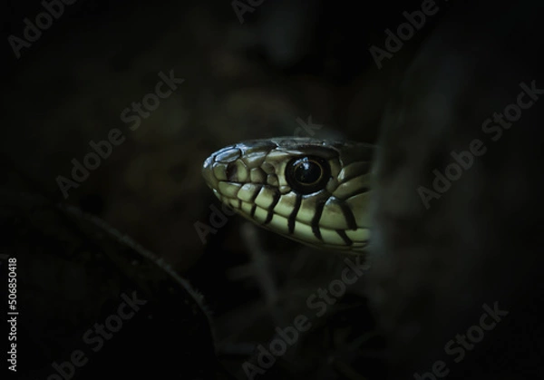 Fototapeta snake on a tree