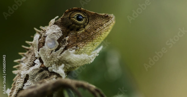Fototapeta close up of a lizard