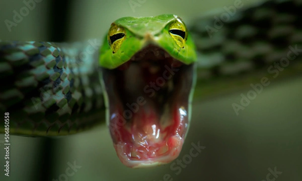 Obraz The green vine