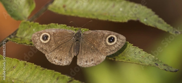 Fototapeta butterfly on leaf