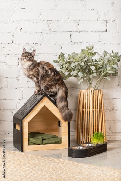 Obraz The cat of the Meikun breed is sitting on his pet house with a bowl of food nearby.