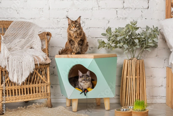 Obraz Two Meikun cats and a pet house in the room.