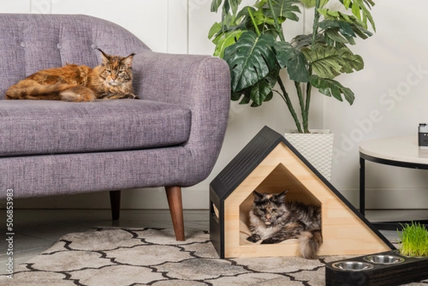 Obraz Two Meikun cats and a pet house in the room.