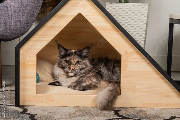 Obraz The cat of the Meikun breed peeking out from his beautiful animal house.