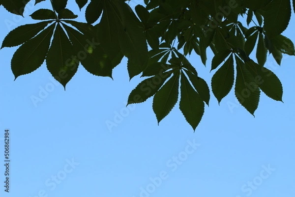 Obraz 夏の青空にマロニエの葉のシルエットのアップ