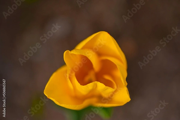 Obraz colorful tulips field