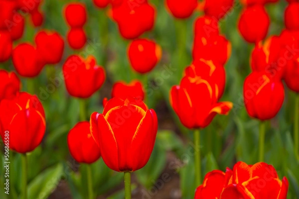 Obraz colorful tulips field