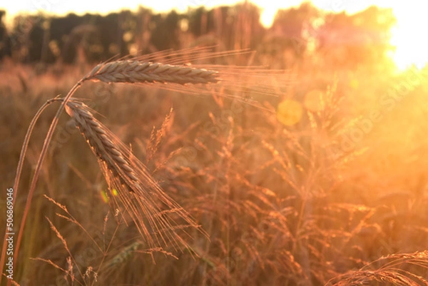 Obraz cereals in summer