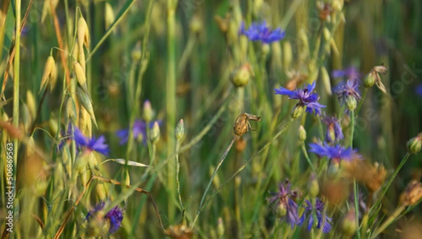 Obraz flower in summer