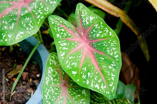 Obraz pink, green, white spotted tree