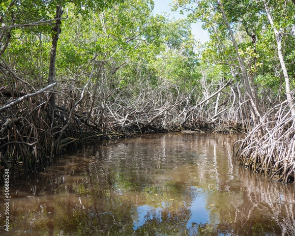 Obraz mangroves
