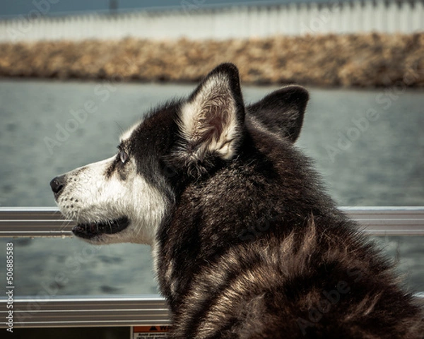 Obraz husky dog water