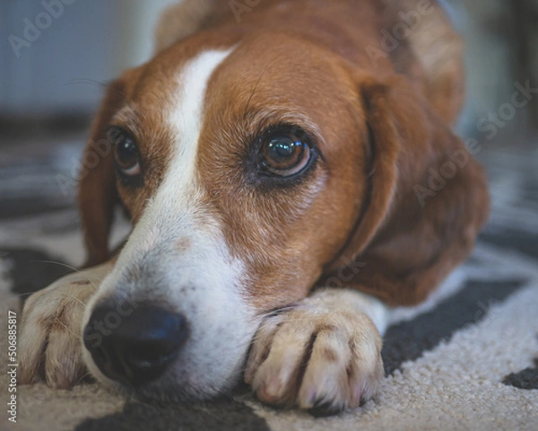 Obraz beagle dog portrait 2
