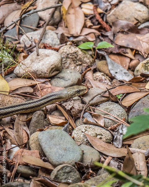 Obraz snake in the rocks