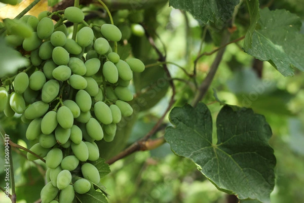 Fototapeta Ripe green grape in vineyard. Grapes green taste sweet growing natural. Green grape on the vine in garden